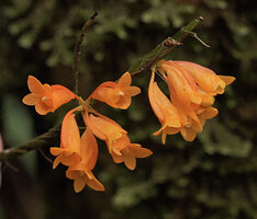 Dendrobium glaucoviride, two inflorescences, Kwau, 1600 m asl, Arfak Mts, West Papua