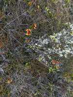 Dendrobium subclausum in upland savanna, Anggi Lakes, 2300 m asl, Arfak Mts, West Papua