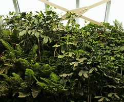 Dendropanax trifidus on the vertical garden, Shinkansen station, Yamaguchi, Japan