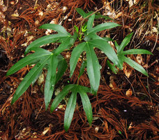 Dendropanax trifidus, Yamaguchi, Japan