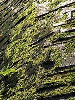 Dense moss patches growing on the slate seeping wall, Emquartier, Bangkok