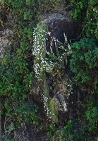 Dianthus longiglumis clumps in habitat, hanging on vertical bare basalt rocks aside Otostegia tomentosa, Simien NP, Ethiopia