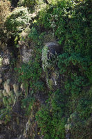 Dianthus longiglumis in habitat, on vertical bare basalt rocks, Simien NP, Ethiopia