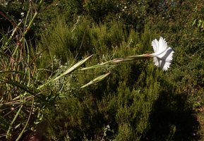 Dianthus longiglumis, lateral view of the flower, Simien NP, Ethiopia