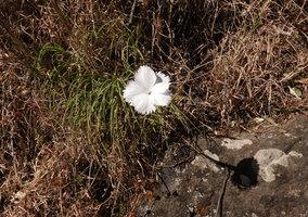 Dianthus longiglumis, one flower, Simien NP, Ethiopia