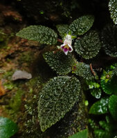 Diastema affine, brown bullate hairy leaves and flower, Mashpi FR, Pichincha, Ecuador