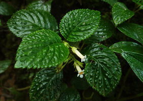 Diastema scabrum, bullate leaves with stiff hairs and flowers, Mashpi FR, Pichincha, Ecuador
