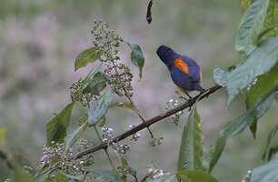 Dicaeum trigonostigma looking for the mature white berries of Callicarpa longifolia, Danum Valley, Sabah, Borneo