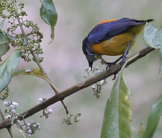 Dicaeum trigonostigma picking a bright white berry of Callicarpa longifolia, Danum Valley, Sabah, Borneo