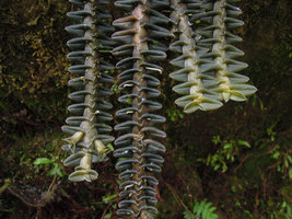 Dichaea laxa, distichous leaf arrangement, Inkaterra Machu Pichu, Peru
