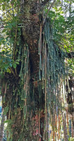 Dichaea pendula hanging from each side of a tree branch, Santa Amaro da Imperatriz, Santa Catarina, Brazil