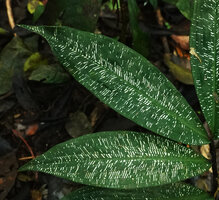 Dichorisandra sp., irregularly silver striped epidermis between the veins, Yasuni NP, Ecuador