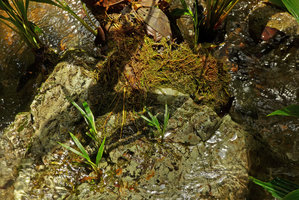 Dicranopygium testaceum,, dense mat of rock adhering roots and seedlings firmly anchored to rock substrate, Terco, Nuqui, Choco, Colombia