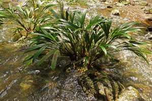 Dicranopygium testaceum, thick erect stems and developing infructescence, Terco, Nuqui, Choco, Colombia