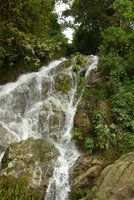 Dicranopygium sanctae-martae in its waterfall habitat, Minca, Sierra Nevada de Santa Marta, Magdalena, Colombia