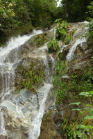 Dicranopygium sanctae-martae, a rheophytic population in its waterfall habitat, Minca, Sierra Nevada de Santa Marta, Magdalena, Colombia