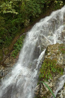 Dicranopygium sanctae-martae, as a rheophyte in a waterfall with leaves torned by strong water current, Minca, Sierra Nevada de Santa Marta, Magdalena, Colombia