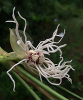 Dicranopygium sp. nov. at anthesis, bracts, staminodia, stamens, Terco, Nuqui, Choco, Colombia
