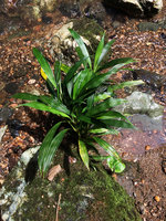 Dicranopygium sp. nov., rheophyte with entire adult leaves on a rock, Terco, Nuqui, Choco, Colombia