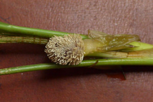 Dicranopygium sp. nov., spadix with fully developped and open stamens on second day, Terco, Nuqui, Choco, Colombia