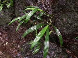 Dicranopygium sp. nov. with entire adult leaves and inflorescence on vertical seeping rock, Terco, Nuqui, Choco, Colombia