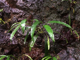 Dicranopygium sp. nov. with entire adult leaves, flowering on vertical seeping rock, Terco, Nuqui, Choco, Colombia