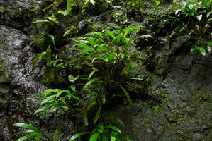 Dicranopygium sp. nov. with entire adult leaves, probably the smallest species of Cyclanthaceae, population on vertical seeping rock, Terco, Nuqui, Choco, Colombia