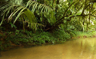 Dicranopygium sp, nov. with small entire leaves, large population along river banks and some scattered individuals of the bifid leaves D. cf. testaceum, Terco, Nuqui, Choco, Colombia