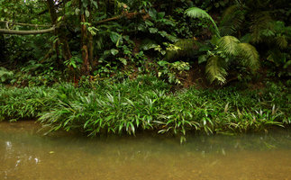 Dicranopygium, two species, a big one, D. cf. testaceum in foreground with usual bifid leaves and the tiny new one with entire leaves along the background river bank,Terco, Nuqui, Choco, Colombia