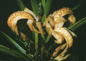 Dieffenbachia seguine, naked fleshy infructescence axis, all the bright red berries have been swallowed by forest understory animals, probably mostly birds, Nouragues CNRS station, French Guyana