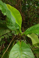 Dillenia biflora, sheathing lower part of leaf blades, Biausevu, Viti Levu, Fiji