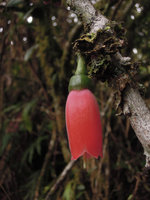 Dimorphanthera cf. anchorifera, flower close up,Tari, 2000 m asl, Papua New Guinea
