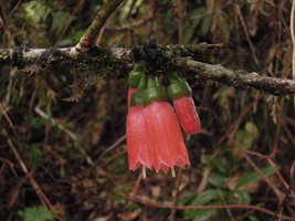 Dimorphanthera cf. anchorifera hanging flowers,Tari, 2000 m asl, Papua New Guinea