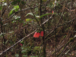 Dimorphanthera cf. anchorifera inflorescence,Tari, 2000 m asl, Papua new Guinea