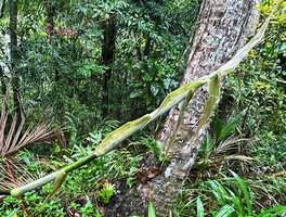 Dinochloa luconiae, distal part of a flagelliform shoot producing intermediate type of leaf with long tubular sheath and developped leaf blade, Mt Makiling, Los Banos, Luzon, Philippines