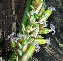 Dinochloa luconiae, each spikelet endind in a single female flower with plumose three lobed stigmas, Mt Makiling, Los Banos, Luzon, Philippines