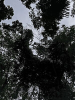 Dinochloa luconiae flowering in forest canopy, Mt Makiling, Los Banos, Luzon, Philippines