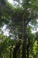 Dinochloa luconiae, flowering stems hanging down from forest canopy, Mt Makiling, Los Banos, Luzon, Philippines