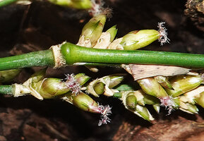 Dinochloa luconiae, spikelets with terminal ogive shaped female floret ending in a three lobed plumose stigma, Mt Makiling, Los Banos, Luzon, Philippines