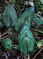 Diplazium cordifolium, blue green iridescent fronds creating a cinetic visual perception in some way recalling Vasarely paintings, Mt Kinabalu, 1600 m asl, Sabah, Borneo