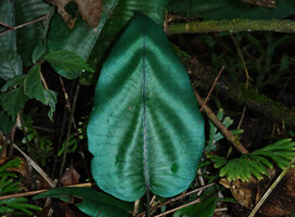 Diplazium cordifolium, Borneo