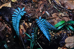 Diplazium tomentosum, blue iridescence of the fronds under perpendicular flash light, Cameron Highlands, Malaysia