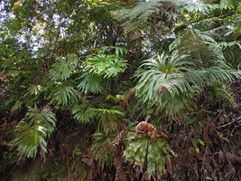 Dipteris conjugata and Chingia (= Cyclosorus) sakayensis, Fraser&#039;s Hill, Malaysia