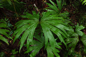 Dipteris conjugata, frond, Imbu Rano, Kolombangara, Solomon Islands