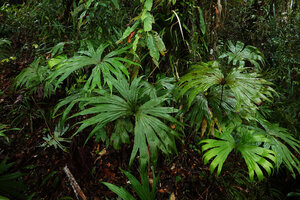 Dipteris conjugata, Imbu Rano, Kolombangara, Solomon Islands