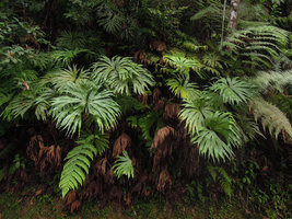 Dipteris conjugata on vertical earth bank, Fraser&#039;s Hill, Malaysia