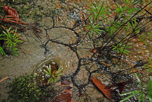 Dipteris lobbiana, rhizome adhering to the rock with adventitious roots, Bako NP, Sarawak, Borneo