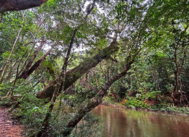 Dipterocarpus oblongifolius, an individual with a strongly inclined trunk at about 35° above the Tahan river, Taman Negara, Malaysia