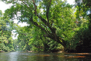 Dipterocarpus oblongifolius as a rheophytic tree above Tahan river, Taman Negara, Malaysia