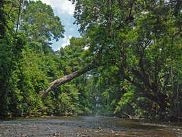 Dipterocarpus oblongifolius, a very obique trunk above Tahan river, Taman Negara, Malaysia